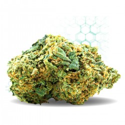Sour Diesel GH