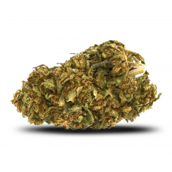 Bubble Gum