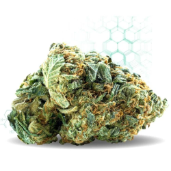 Hawaiian Skunk