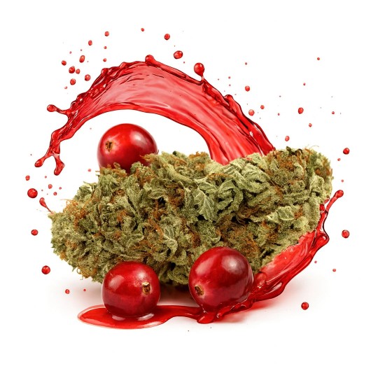 Flor CBD Cranberry Punch 14% – CBD BARATO
