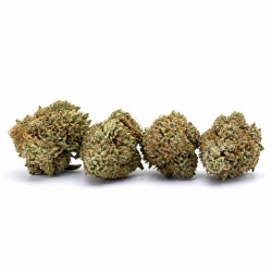 Mini Buds Chemdawg US CBD Boost | CBD Barato