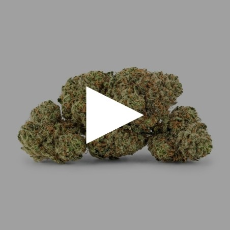 Kush'N'Haze CBD Boost | CBD Barato